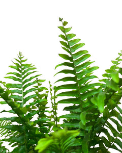 Nephrolepis exaltata 'Green Lady' - Root Houseplants
