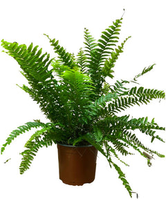 Nephrolepis exaltata 'Green Lady' - Root Houseplants