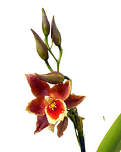 Lade das Bild in den Galerie-Viewer, Oncidium &#39;Inferno&#39; - Root Houseplants
