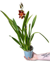 Lade das Bild in den Galerie-Viewer, Oncidium &#39;Inferno&#39; - Root Houseplants
