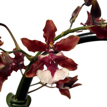 Charger l&#39;image dans la galerie, Oncidium Sharry Baby gx (1 br) - Root Houseplants
