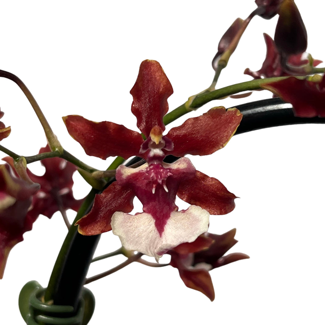Oncidium Sharry Baby gx (1 br) - Root Houseplants