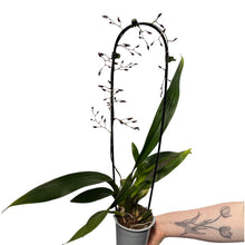 Charger l&#39;image dans la galerie, Oncidium Sharry Baby gx (1 br) - Root Houseplants
