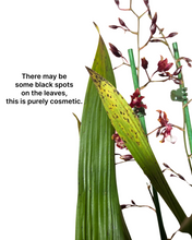 Charger l&#39;image dans la galerie, Oncidium Sharry Baby gx (1 br) - Root Houseplants
