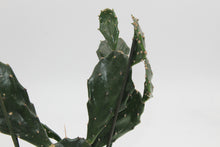Lade das Bild in den Galerie-Viewer, Opuntia tuna - Root Houseplants
