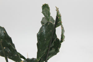Opuntia tuna - Root Houseplants