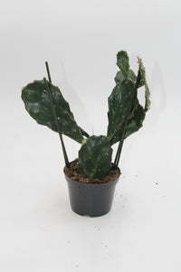 Opuntia tuna - Root Houseplants