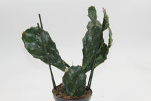 Lade das Bild in den Galerie-Viewer, Opuntia tuna - Root Houseplants
