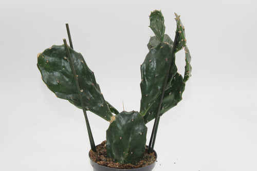 Opuntia tuna - Root Houseplants