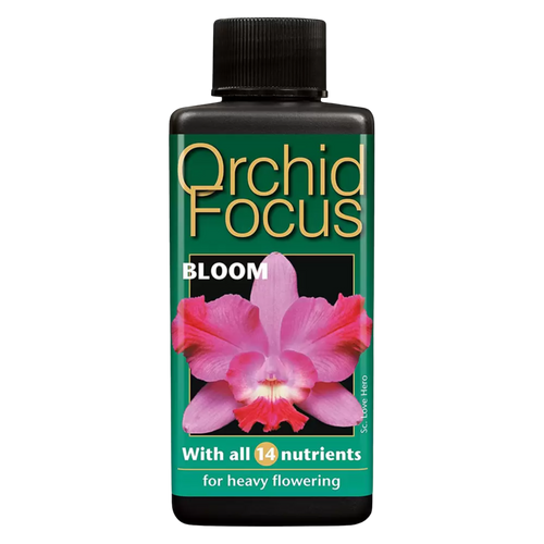 Orchid Focus Bloom - Root Houseplants