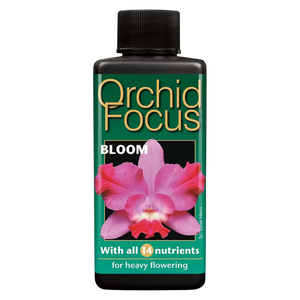 Orchid Focus Bloom - Root Houseplants