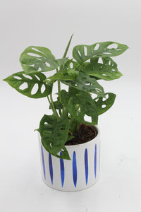Panza Ocean Planter - Root Houseplants