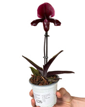 Lade das Bild in den Galerie-Viewer, Paphiopedilum maudiae gx &#39;Black Jack&#39; - Root Houseplants
