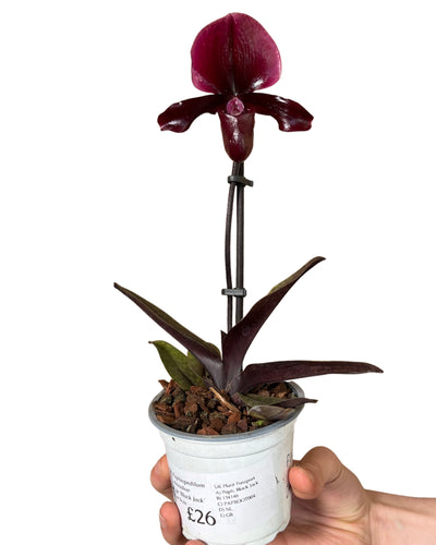 Paphiopedilum maudiae gx 'Black Jack' - Root Houseplants