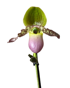 Paphiopedilum Pinnochio gx - Root Houseplants