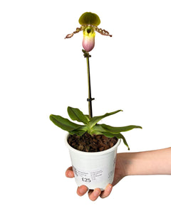 Paphiopedilum Pinnochio gx - Root Houseplants