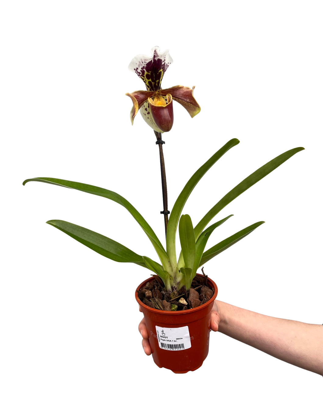 Paphiopedilum USA Hybrid (1 Branch) - Root Houseplants