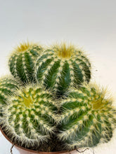 Lade das Bild in den Galerie-Viewer, Parodia warasii - Root Houseplants
