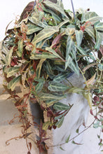 Load image into Gallery viewer, Parthenocissus amazonica - Root Houseplants
