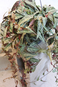 Parthenocissus amazonica - Root Houseplants