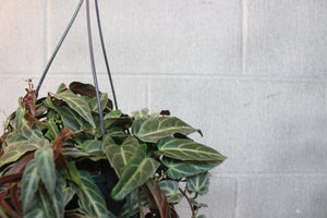 Parthenocissus amazonica - Root Houseplants