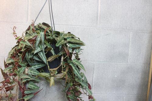Parthenocissus amazonica - Root Houseplants