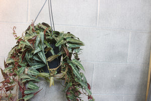 Parthenocissus amazonica - Root Houseplants