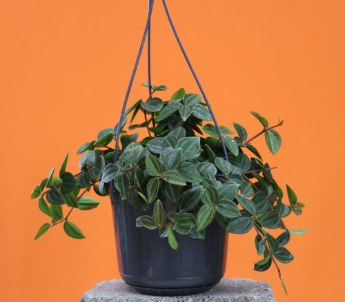 Peperomia angulata 'Rocca verde' - Root Houseplants