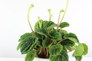 Peperomia caperata 'Lilian' - Root Houseplants