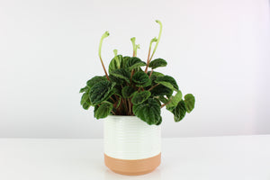 Peperomia caperata 'Lilian' - Root Houseplants