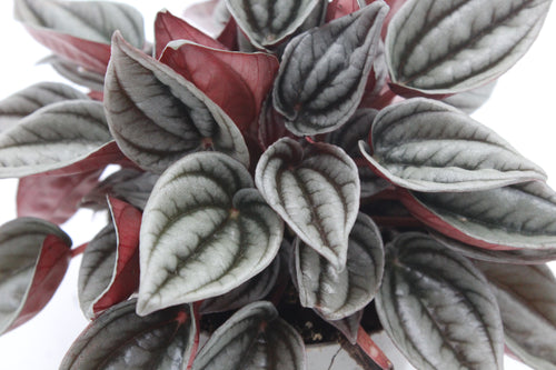 Peperomia caperata 'Mendoza' - Root Houseplants