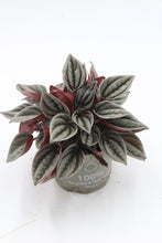 Lade das Bild in den Galerie-Viewer, Peperomia caperata &#39;Mendoza&#39; - Root Houseplants

