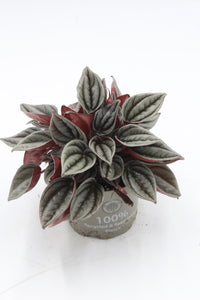 Peperomia caperata 'Mendoza' - Root Houseplants