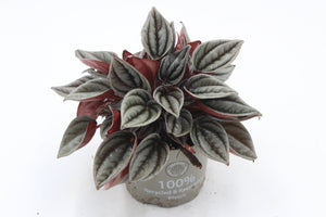 Peperomia caperata 'Mendoza' - Root Houseplants
