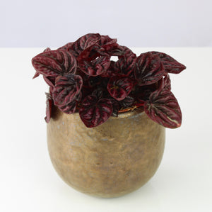 Peperomia caperata 'Schumi Red' - Root Houseplants