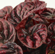 Lade das Bild in den Galerie-Viewer, Peperomia caperata &#39;Schumi Red&#39; - Root Houseplants
