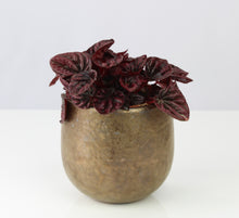 Lade das Bild in den Galerie-Viewer, Peperomia caperata &#39;Schumi Red&#39; - Root Houseplants
