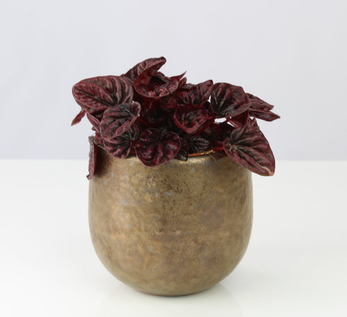 Peperomia caperata 'Schumi Red' - Root Houseplants