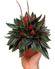 Load image into Gallery viewer, Peperomia &#39;Eden Rosso&#39; - Root Houseplants
