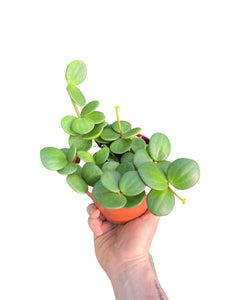 Peperomia 'Hope' - Root Houseplants
