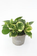 Lade das Bild in den Galerie-Viewer, Peperomia obtusifolia &#39;Green Gold&#39; - Root Houseplants
