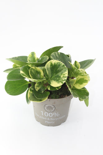 Peperomia obtusifolia 'Green Gold' - Root Houseplants