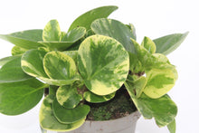 Lade das Bild in den Galerie-Viewer, Peperomia obtusifolia &#39;Green Gold&#39; - Root Houseplants
