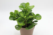 Charger l&#39;image dans la galerie, Peperomia obtusifolia &#39;Lemon Lime&#39; - Root Houseplants
