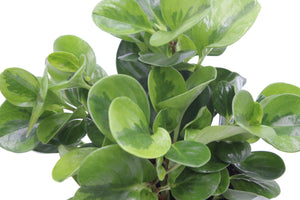 Peperomia obtusifolia 'Lemon Lime' - Root Houseplants