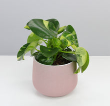 Charger l&#39;image dans la galerie, Peperomia polybotrya &#39;Raindrop&#39; variegata - Root Houseplants

