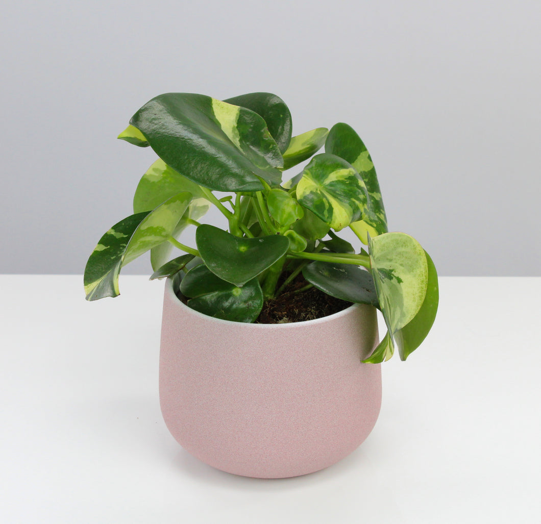 Peperomia polybotrya 'Raindrop' variegata - Root Houseplants