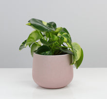 Charger l&#39;image dans la galerie, Peperomia polybotrya &#39;Raindrop&#39; variegata - Root Houseplants
