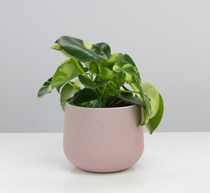 Peperomia polybotrya 'Raindrop' variegata - Root Houseplants