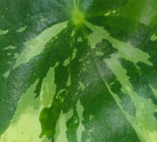 Charger l&#39;image dans la galerie, Peperomia polybotrya &#39;Raindrop&#39; variegata - Root Houseplants
